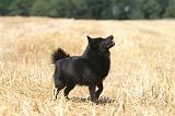 SCHIPPERKE 074